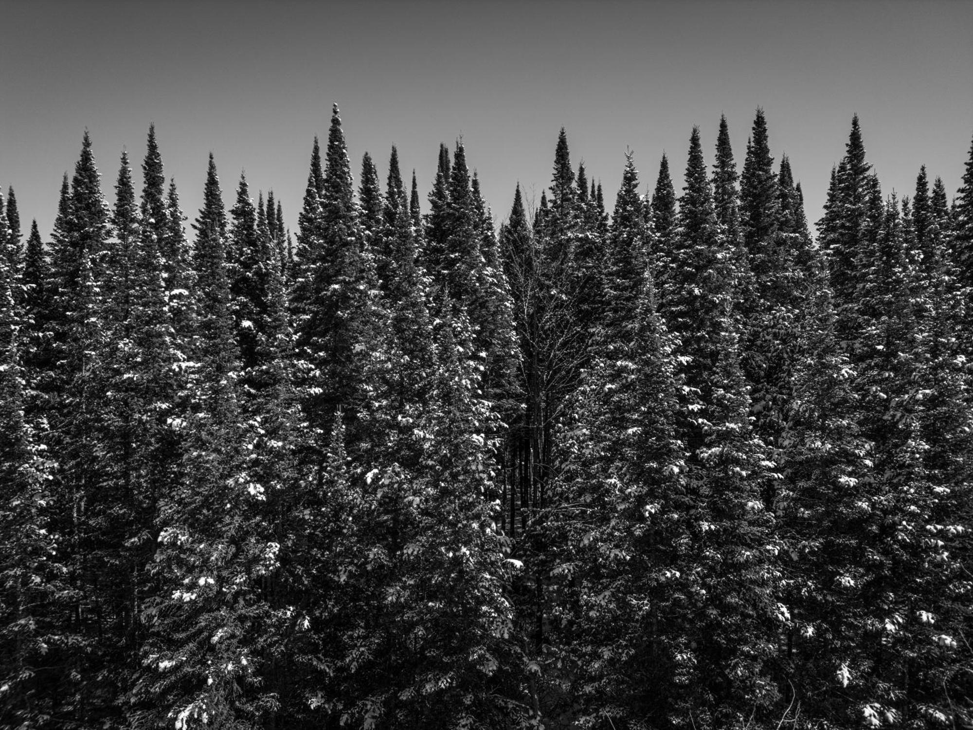 Otsego Resort Gaylord Dış mekan fotoğraf
